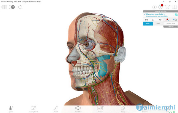 human anatomy atlas 2019