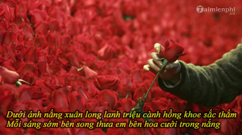 loi bai hat trieu doa hoa hong 2