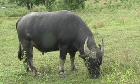 van mau ta con trau o lang que viet nam lop 4 2
