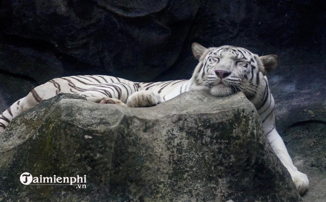 Tìm hiểu 99+ hình nền ảnh con hổ 3d đẹp mới nhất - Tin Học Vui