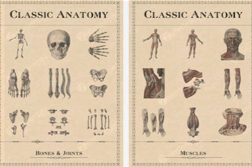 classic anatomy