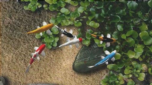 Top hơn 60 về hình nền cá đẹp  Du học Akina