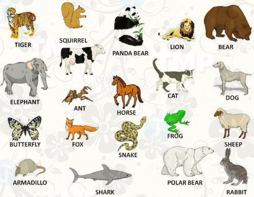 Tên các loài động vật bằng tiếng Anh