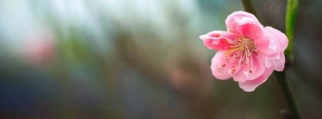 Top 10 ảnh bìa Facebook hoa đào đẹp