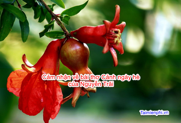 Cảm nhận về bài thơ Cảnh ngày hè của Nguyễn Trãi