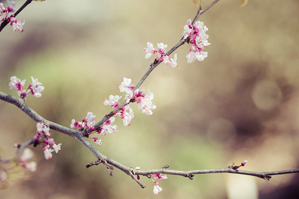 15 ảnh đẹp về mùa xuân nức lòng người xem  Ảnh đẹp bốn phương