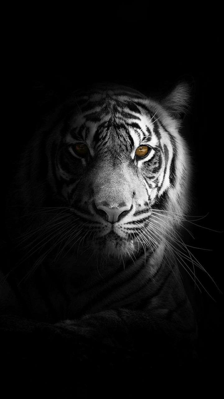 Mời tải về Hình nền con hổ cho điện thoại đẹp ngầu 3D