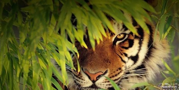 89+ hình ảnh con hổ siêu đẹp, ngầu cute, đang hot hiện nay - ALONGWALKER