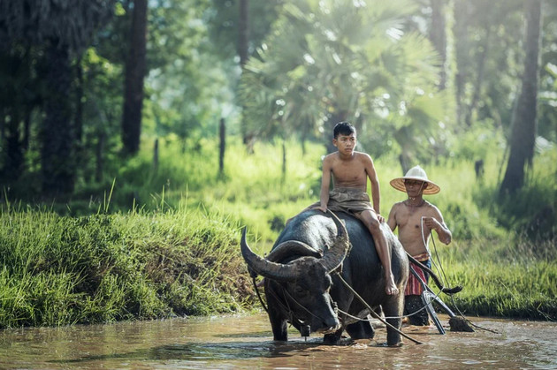 Hình nền con trâu cho máy tính