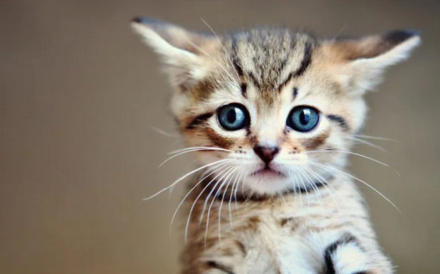 Top 101 ảnh chó ôm mèo đẹp nhất