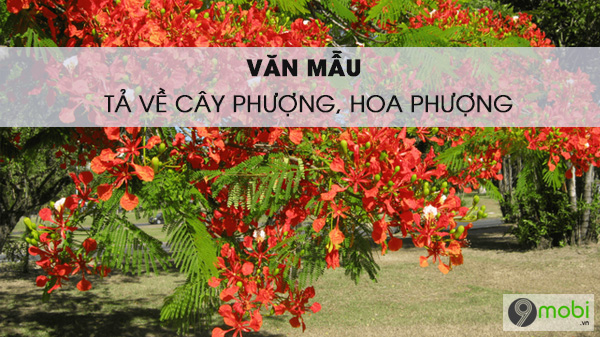 Mo bai ta cay phuong