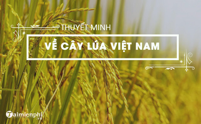 Thuyết minh về cây lúa Việt Nam 1