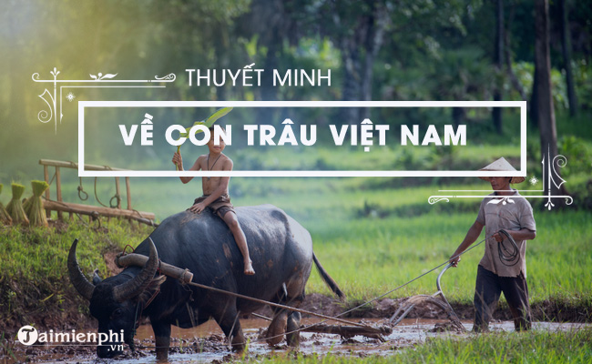 thuyet minh ve con trau viet nam