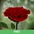 download 3D Rose Live Wallpaper Cho Android 