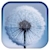 download Dandelion Live Wallpaper Cho Android 