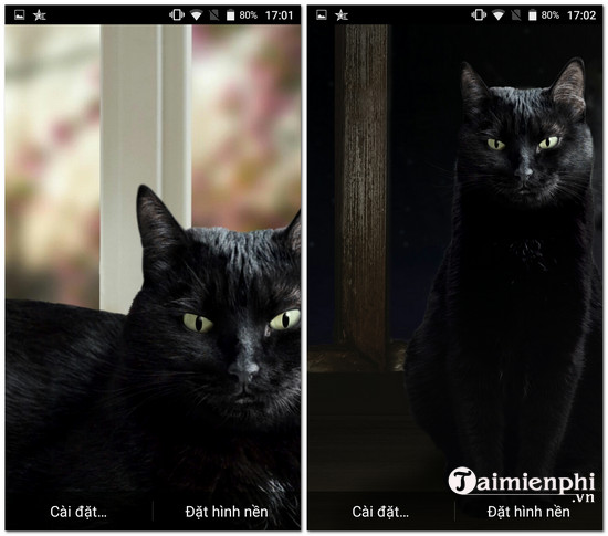 Download Cute Black Cat Live Wallpaper Cho Android - Ứng dụng hình nền