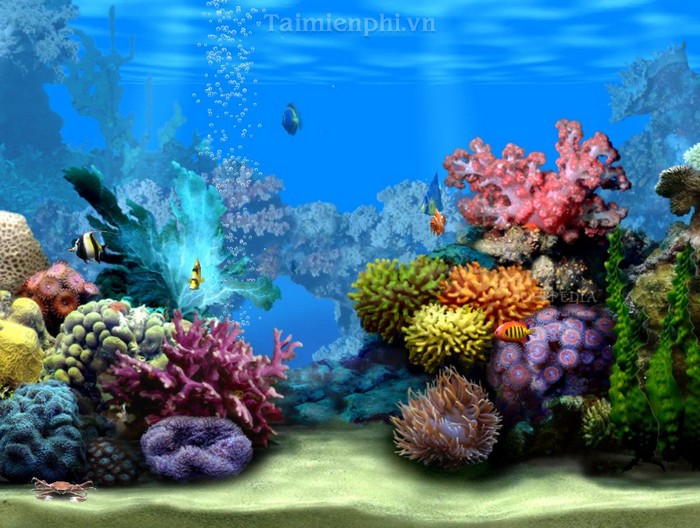 Tìm kiếm tại Taimienphongnen, bạn sẽ tìm thấy những bức hình phông nền 3D hồ cá đẹp nhất. Với độ phân giải cao, bạn sẽ có cảm giác như mình đang trực tiếp đứng ngắm nhìn những con cá trong hồ.